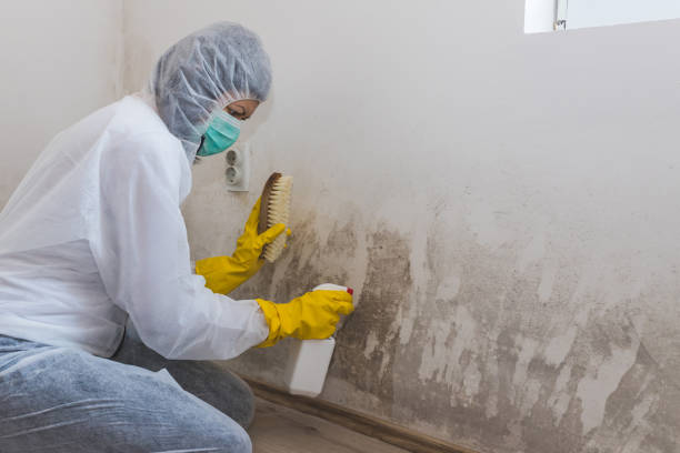 Best Residential Mold Removal  in Rio Vista, CA