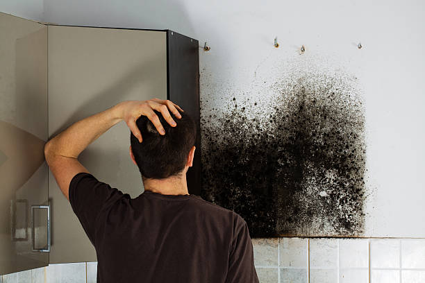 Best Office Mold Removal Services  in Rio Vista, CA