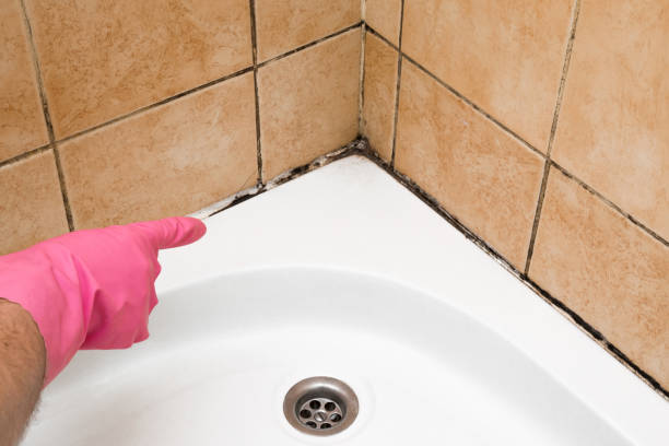 Best Emergency Mold Removal  in Rio Vista, CA